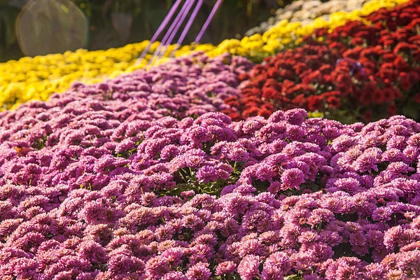 Achtergrond van verse roze chrysanten en gras — Stockfoto