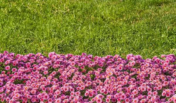 Achtergrond van verse roze chrysanten en gras — Stockfoto