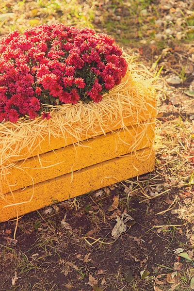 Chrysanthèmes rouges en bois jaune effet boîte instagram — Photo