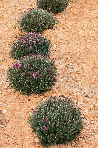 Декоративные зеленые кусты в саду хризантемы — стоковое фото