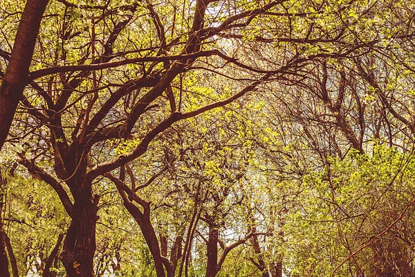 Ramas y follaje de árboles contra el cielo — Foto de Stock