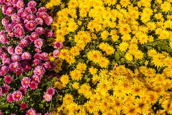 Fond de chrysanthèmes jaunes et roses frais — Photo
