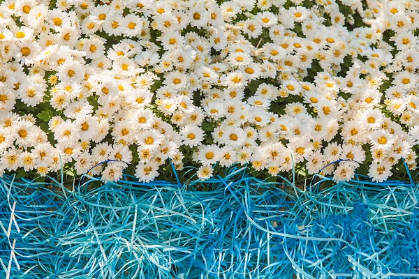 Fond de chrysanthèmes blancs frais et d'herbe — Photo
