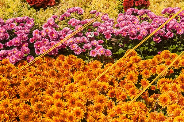 Achtergrond van kleurrijke verse chrysanten op een zonnige dag — Stockfoto