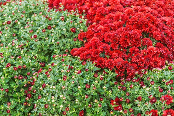 Фон из свежих красных гвоздик и травы — стоковое фото