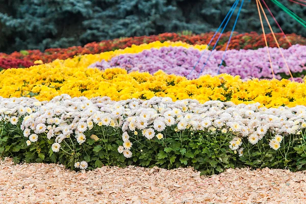 Salon du chrysanthème d'automne à Kiev, Ukraine, 2016 — Photo