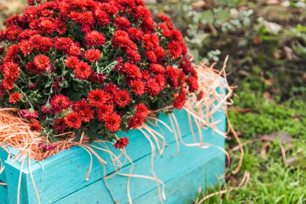 Chrysanthèmes rouges dans une boîte en bois bleu dans le jardin — Photo