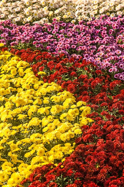 Achtergrond van kleurrijke verse chrysanten op een zonnige dag — Stockfoto