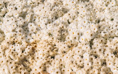 arka plan taze beyaz kasımpatı ve çim