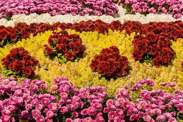 Achtergrond van kleurrijke verse chrysanten op een zonnige dag — Stockfoto