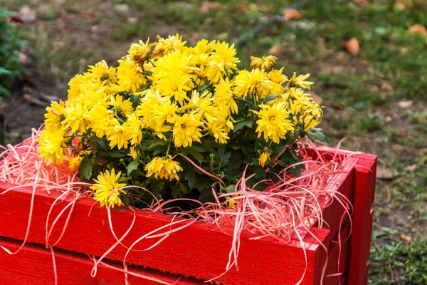 Chrysanthème jaune dans une boîte en bois rouge dans le jardin — Photo