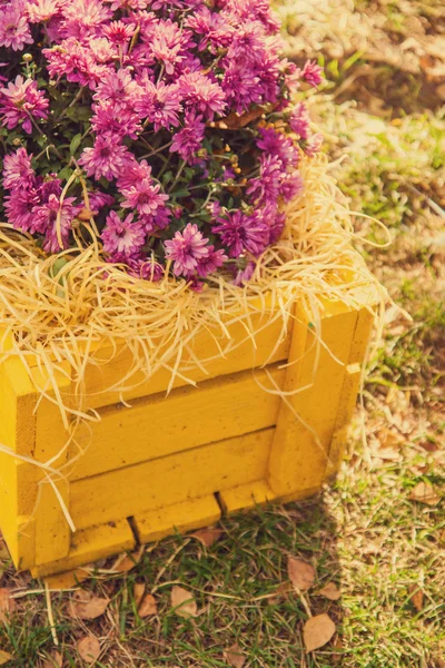Chrysanthèmes violets en bois jaune effet boîte instagram — Photo
