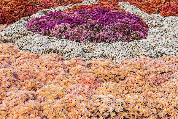 Fond de chrysanthèmes frais colorés sur une journée ensoleillée — Photo