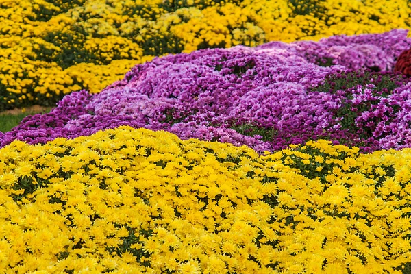 Achtergrond van verse gele en roze chrysanten — Stockfoto