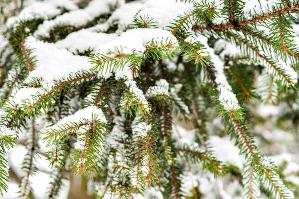Green fir strewn with thick snow — Stock Photo, Image