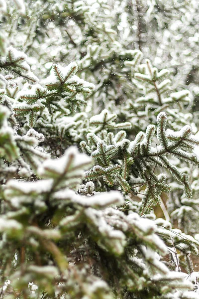 Зеленая ель, усыпанная снегом — стоковое фото
