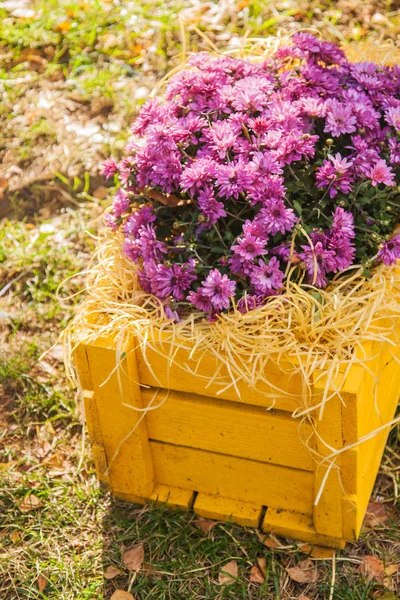 purple chrysanthemums in yellow wooden box effect instagram