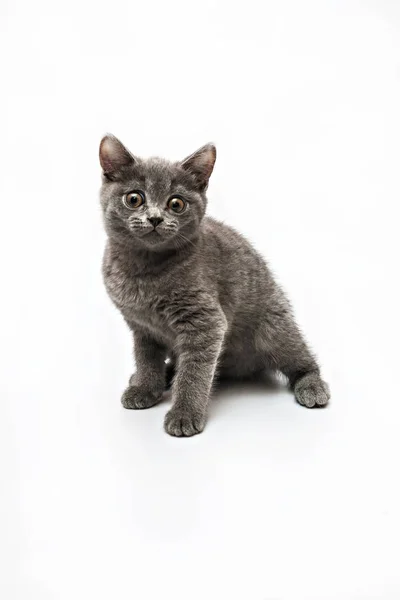 Grijs kitten met grote verbaasde ogen geïsoleerd — Stockfoto