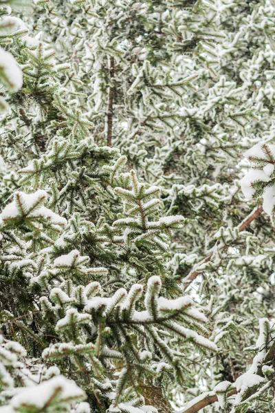 두꺼운 눈 천지 녹색 전나무 — 스톡 사진