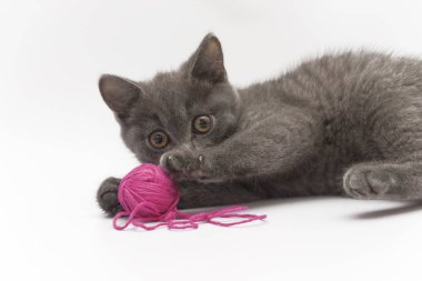 Gri kedi pembe clew izole çalmaya