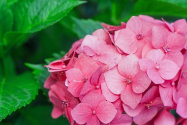 Bahçedeki yaprakları ile pembe ortanca