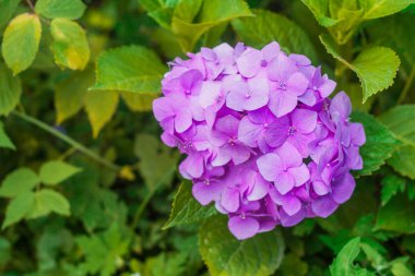 Bahçedeki yaprakları ile Menekşe ortanca