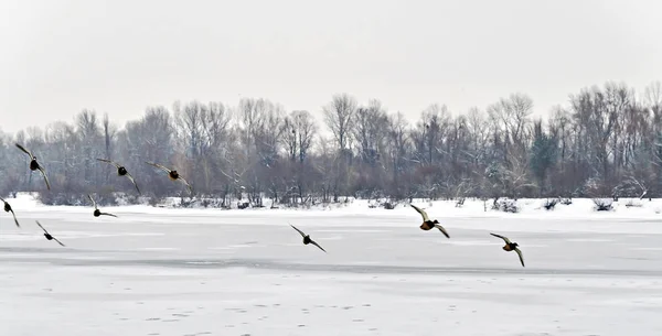 Стадо уток, летающих над ледяной рекой — стоковое фото