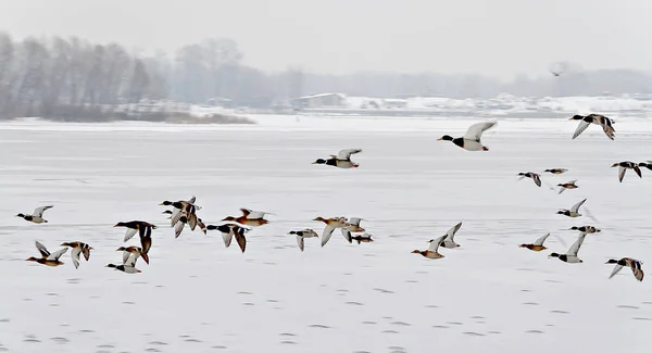 Стадо уток, летающих над ледяной рекой — стоковое фото