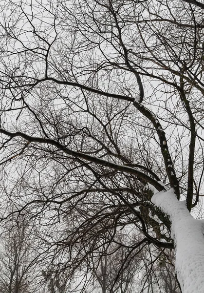 Snowy tree branch view from the bottom up — Stock Photo, Image