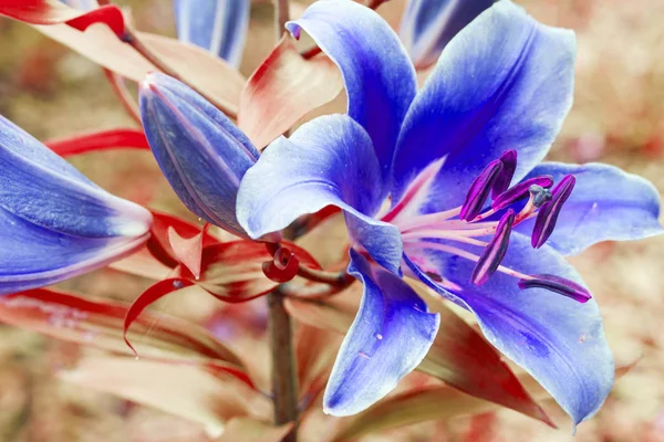 Tuin van de blauwe lelie op een zonnige dag in de tuin — Stockfoto