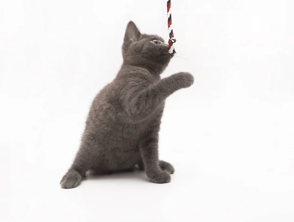 Серый котенок играет с розовым клювом изолированы — стоковое фото