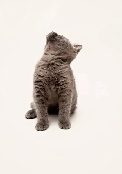 Серый котенок с большими удивленными глазами изолированы — стоковое фото