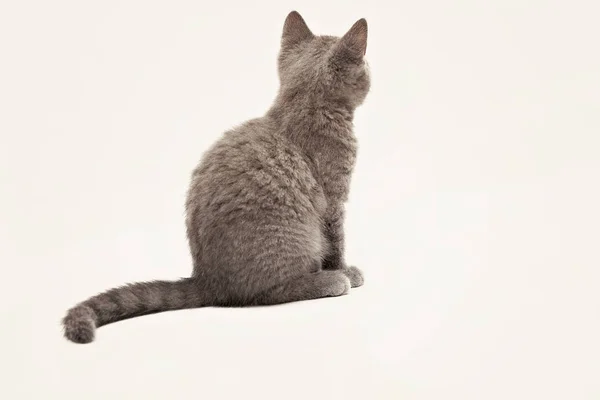 Szary kotek z duże oczy zaskoczony na białym tle — Zdjęcie stockowe