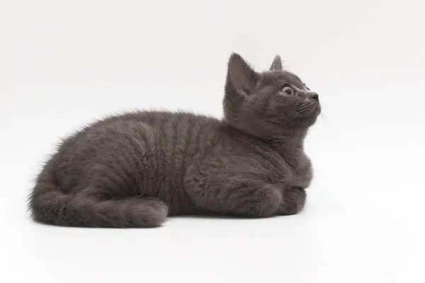Grijze fluffy kitten ligt rustig op wit wordt geïsoleerd — Stockfoto