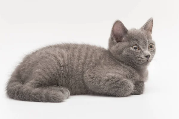 Grijze fluffy kitten ligt rustig op wit wordt geïsoleerd — Stockfoto