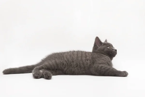Серый пушистый котёнок лежит тихо изолированный на белом — стоковое фото