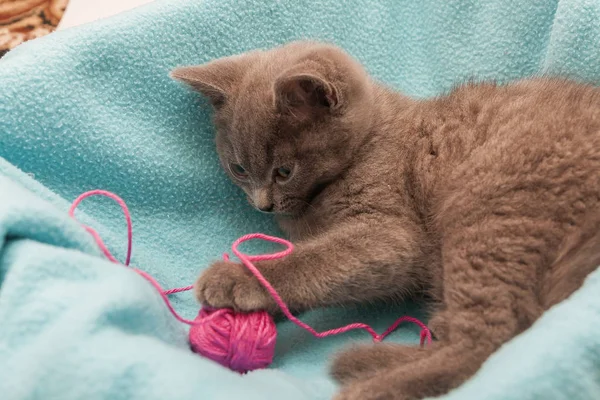 Gray kitten playing with pink clew isolated