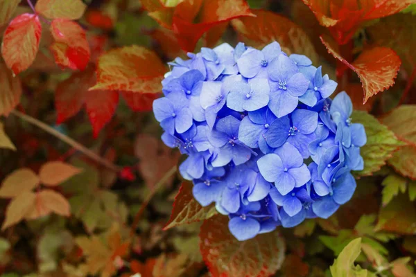 Blaue Hortensie mit roten Blättern im Garten — Stockfoto