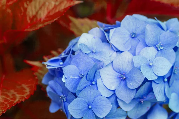 Hortênsia azul com folhas vermelhas no jardim — Fotografia de Stock