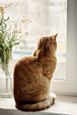 Sonraki pencereden dışarı bakarak kenarında oturan kırmızı kedi 