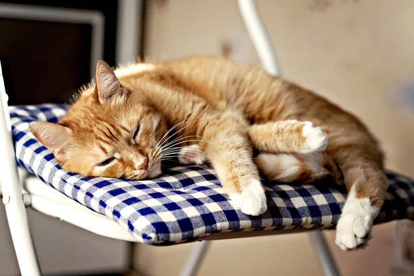 Gato vermelho está dormindo em um travesseiro azul em uma cadeira ao sol — Fotografia de Stock