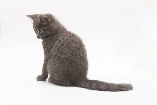 Gray kitten with big surprised eyes isolated — Stock Photo, Image