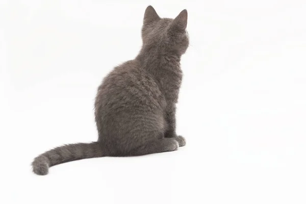 Серый котенок с большими удивленными глазами изолированы — стоковое фото