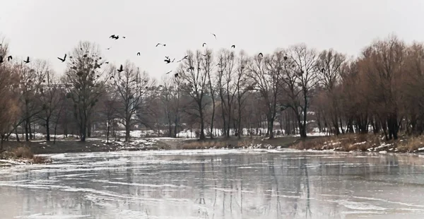 氷の湖、雪に覆われた森林 landscap を飛んだ鳥の群れ — ストック写真