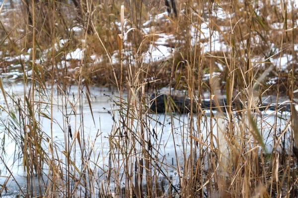 Nieve y hielo se derriten en un lago en la primavera del bosque —  Fotos de Stock