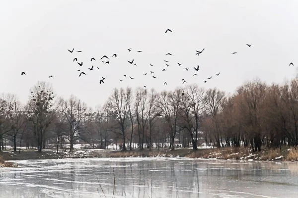 Kuşlar sürüsü buz Gölü ve snowy orman landscap üzerinde uçtu — Stok fotoğraf