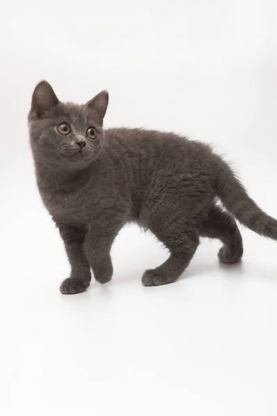 Grijs kitten met grote verbaasde ogen geïsoleerd — Stockfoto