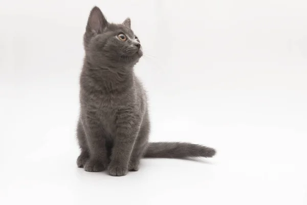 Grå kattunge med stora förvånade ögon isolerade — Stockfoto