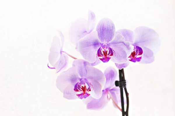 Bouquet of pink orchids phalaenopsis on white background — Stock Photo, Image
