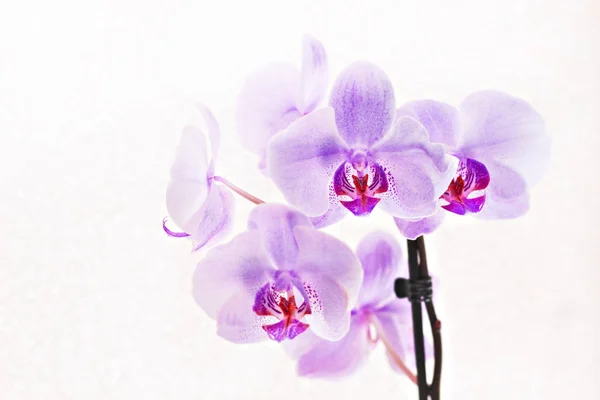 Bukiet róż storczyki phalaenopsis na białym tle — Zdjęcie stockowe